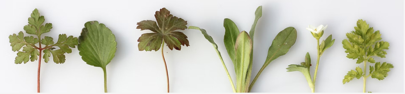 Φρέσκα Φυτά